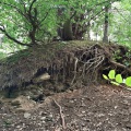 #waldbaden